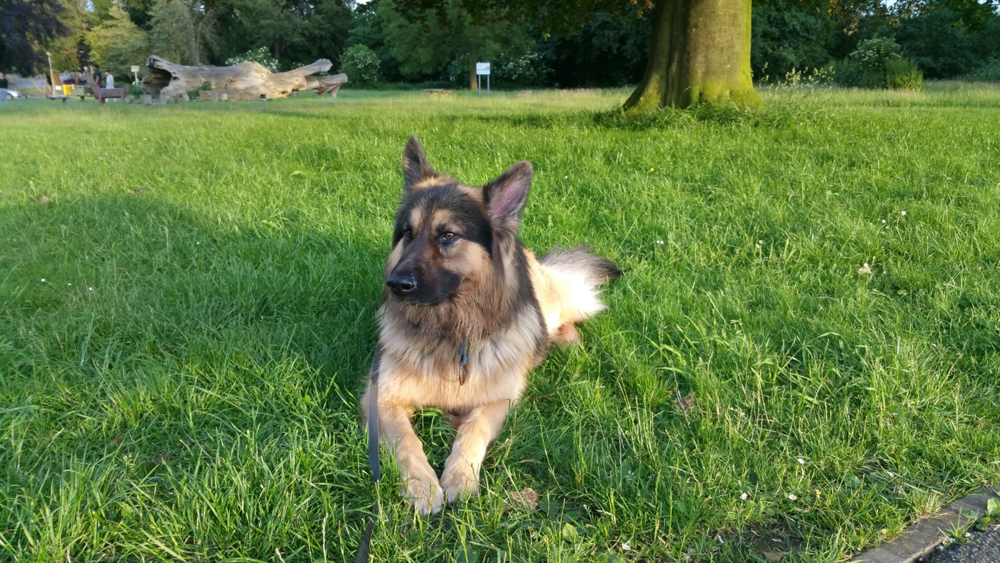 George resting in a green field