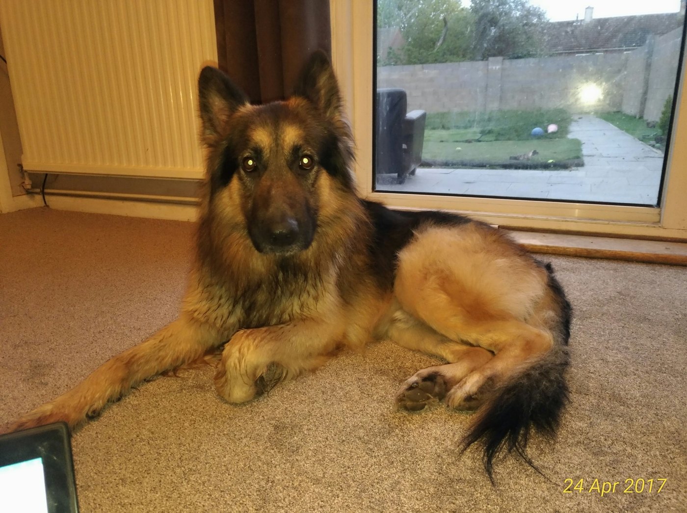 George, the German Shepherd whose memory inspired GeorgeHurst Animal Sanctuary