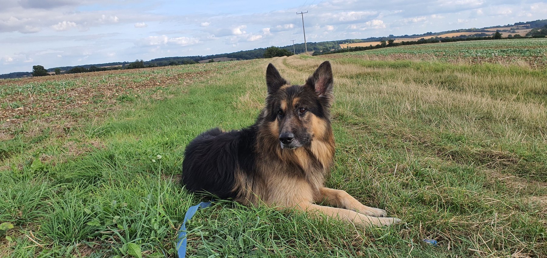 George resting beside a country path